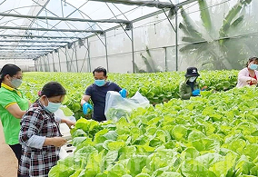 Khách tham quan nông trại